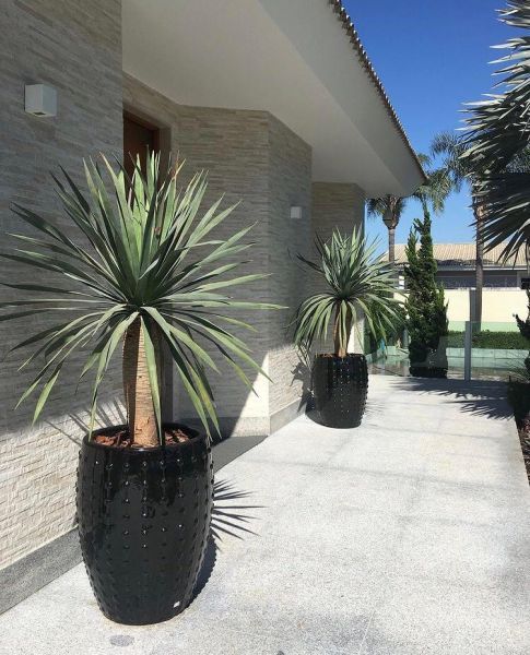 Dracaena DRACO или Драконово Дерево