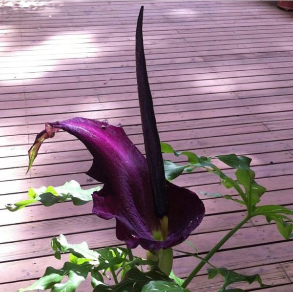 Dracunculus VULGARIS или Дракункулюс Обыкновенный