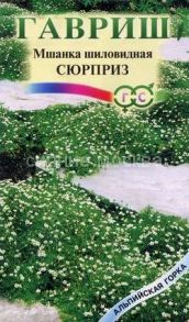 Мшанка шилолистная Сюрприз (Гавриш)