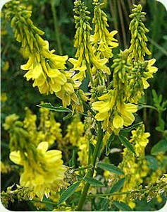 Донник желтый 1кг