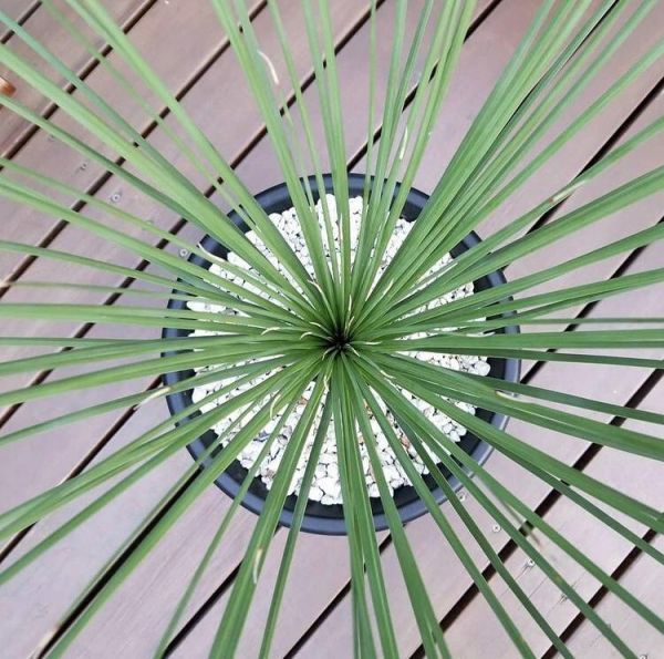 Dasylirion LONGISSIMUM или Дазилирион Длиннейший