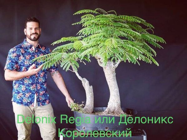 Delonix Regia или Делоникс Королевский