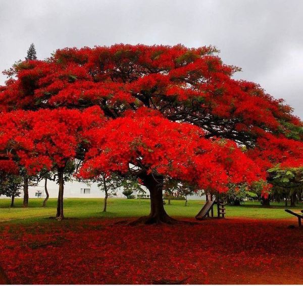 Delonix Regia или Делоникс Королевский