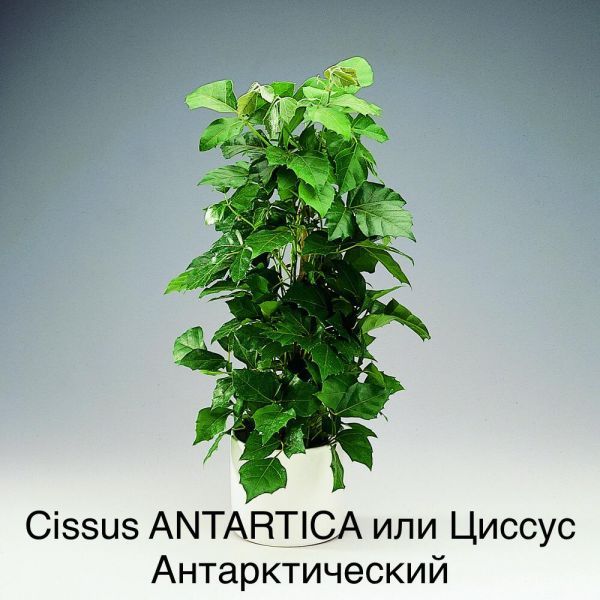 Cissus ANTARTICA или Циссус Антарктический