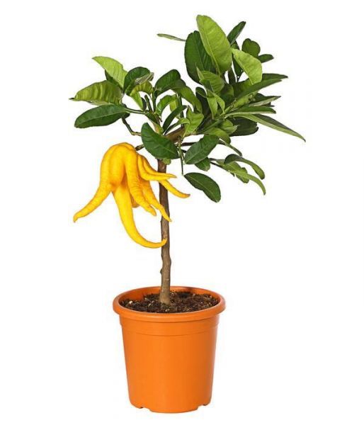 Citrus MEDICA или Цитрон Рука Будды