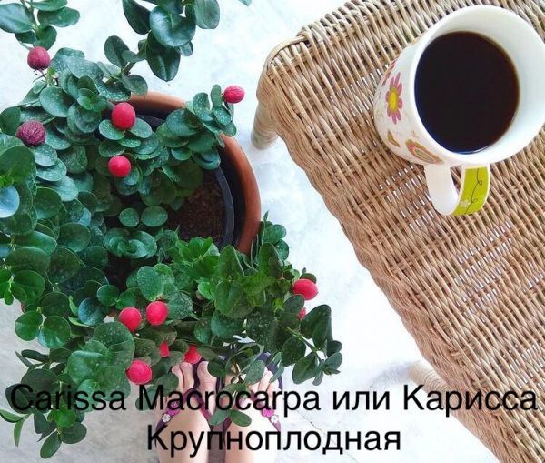 Carissa Macrocarpa или Карисса Крупноплодная