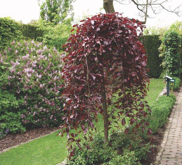 Betula PENDULA Purpurea или Береза Пурпурная