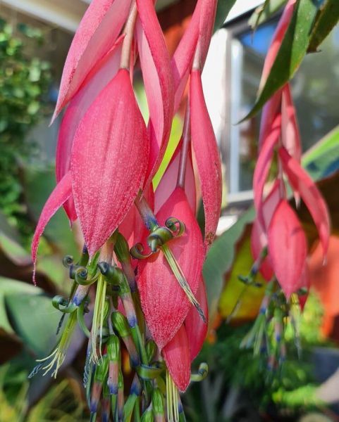 Billbergia NUTANS или Бильбергия Поникающая