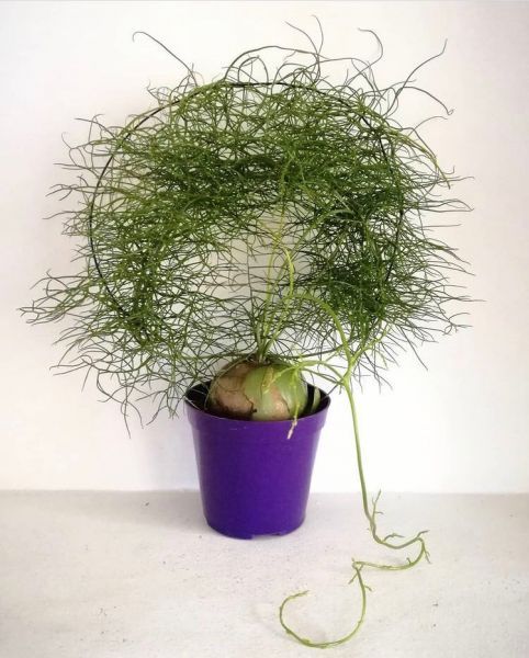 Bowiea VOLUBILIS или Бовиэя Вьющаяся