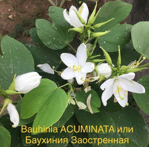 Bauhinia ACUMINATA или Баухиния Заостренная