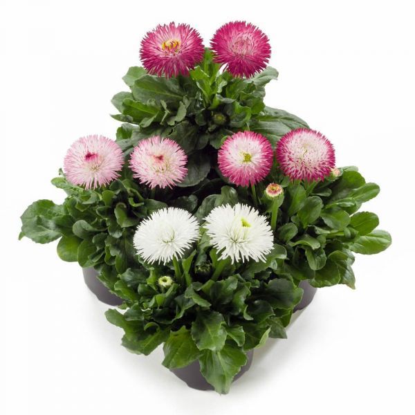 Bellis PERENNIS MIXED или Маргаритка