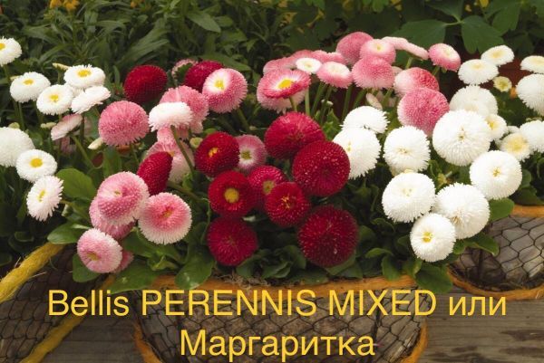 Bellis PERENNIS MIXED или Маргаритка