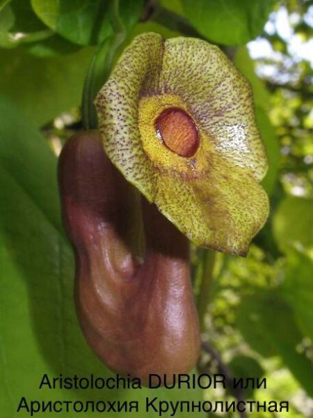 Aristolochia DURIOR или Аристолохия Крупнолистная