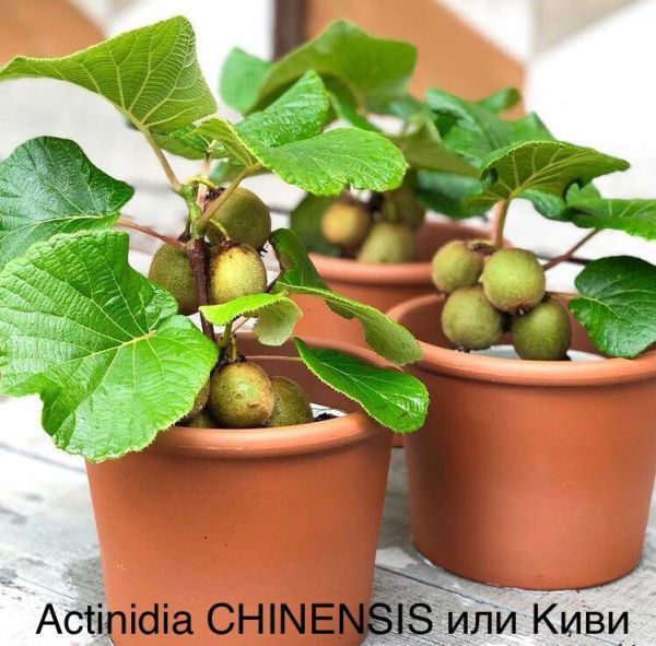 Actinidia CHINENSIS или Киви