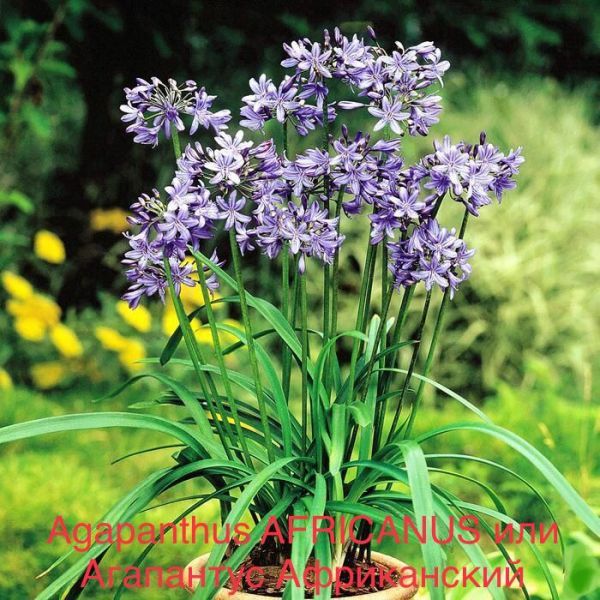 Agapanthus AFRICANUS или Агапантус Африканский