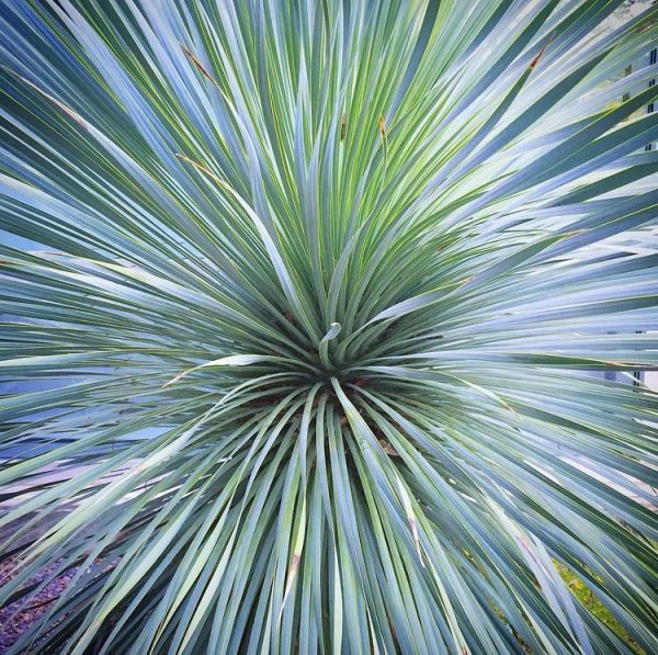 Yucca glauca (Юкка сизая)