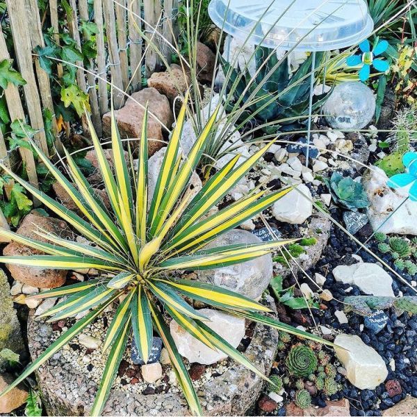 Yucca flaccida (Юкка Флакида, Юкка повислая)