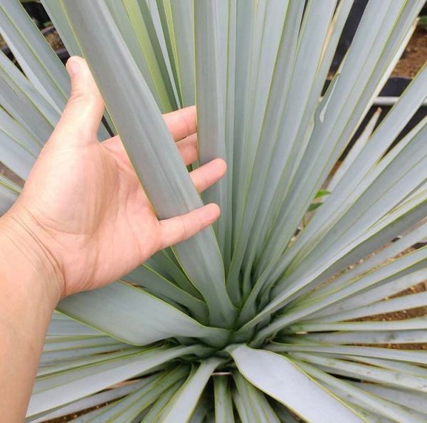 Yucca rigida (Юкка Ригида, Юкка жёсткая)