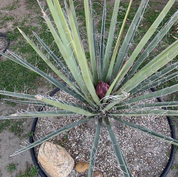 Yucca torreyi (Юкка Торри)