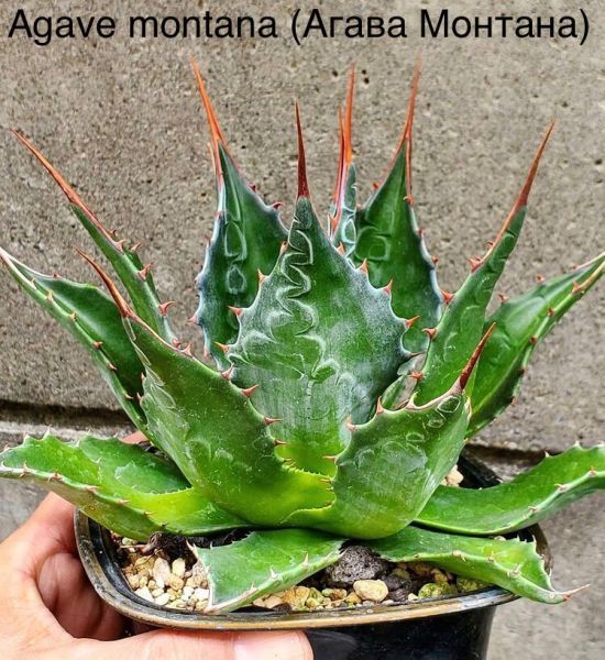 Agave montana (Агава Монтана)