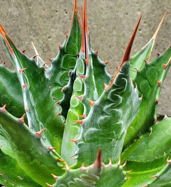 Agave montana (Агава Монтана)