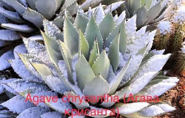 Agave chrysantha (Агава крисанта)