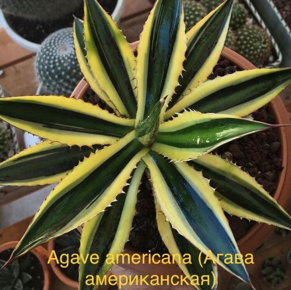 Agave americana (Агава американская)