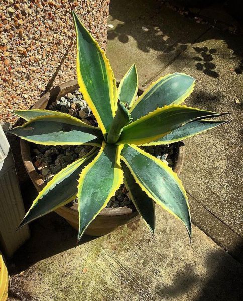 Agave americana (Агава американская)