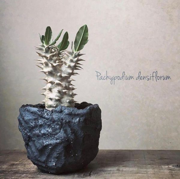 Pachypodium densiflorum (Пахиподиум Денсифлорум)