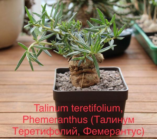 Talinum teretifolium, Phemeranthus (Талинум Теретифолий, Фемерантус)