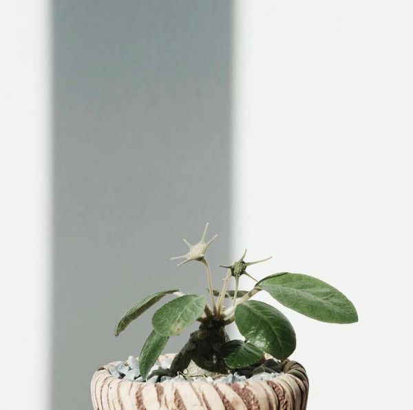 Dorstenia foetida( Дорстения пахучая)