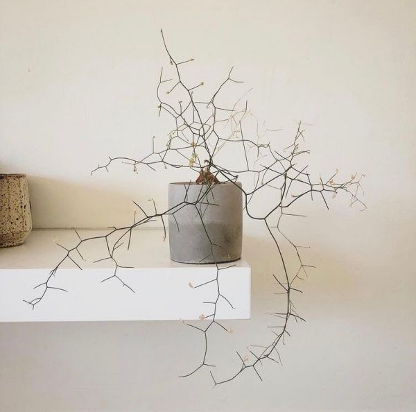 Schizobasis intricata (Шизобазис)