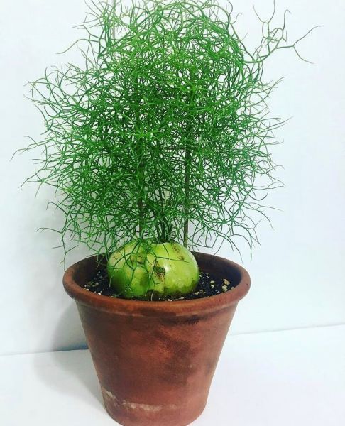 Bowiea volubilis below (Бовиэя Волубилис)