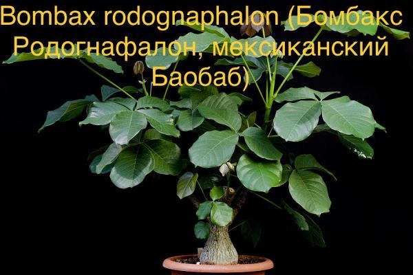 Bombax rodognaphalon (Бомбакс Родогнафалон, мексиканский Баобаб)