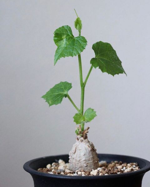 Kedrostis Africana mildbraedii (Кедростис африканский Милдбреди)