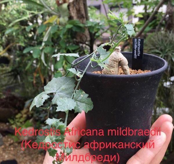 Kedrostis Africana mildbraedii (Кедростис африканский Милдбреди)