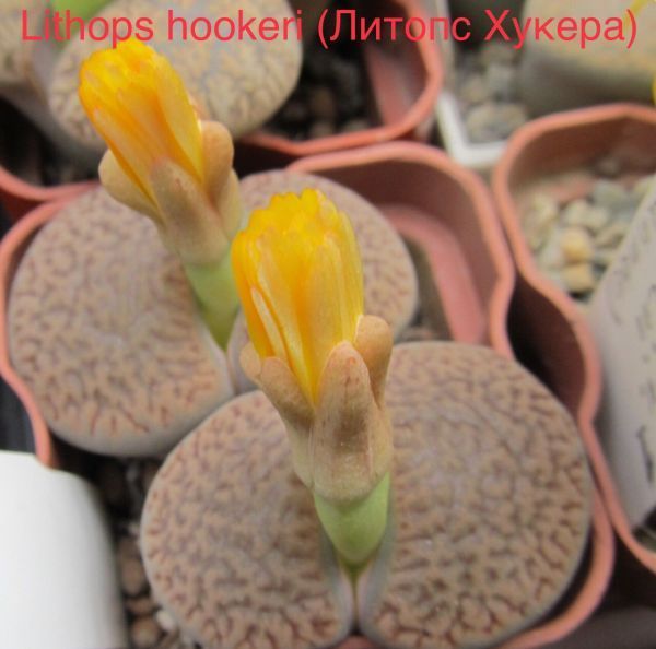 Lithops hookeri (Литопс Хукера)
