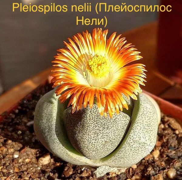 Pleiospilos nelii (Плейоспилос Нели)