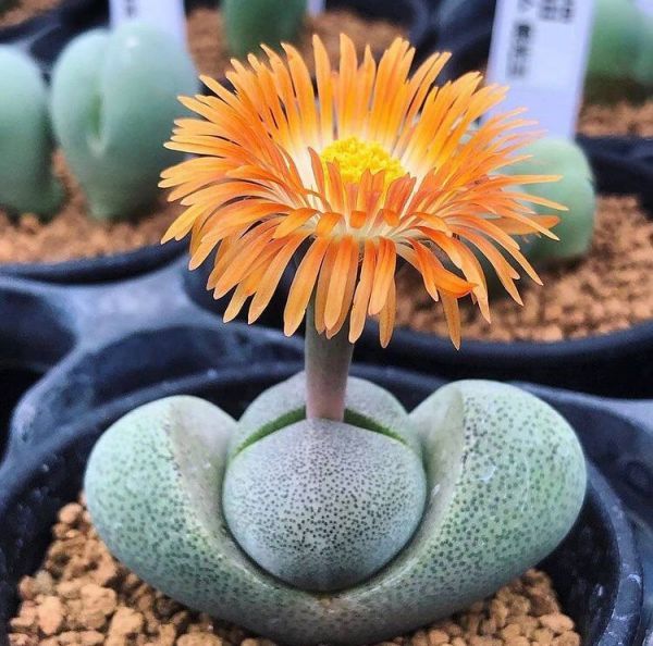 Pleiospilos nelii (Плейоспилос Нели)