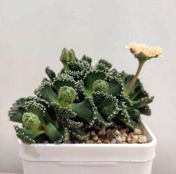 Aloinopsis malherbei (Алоинопсис Мальхебра)