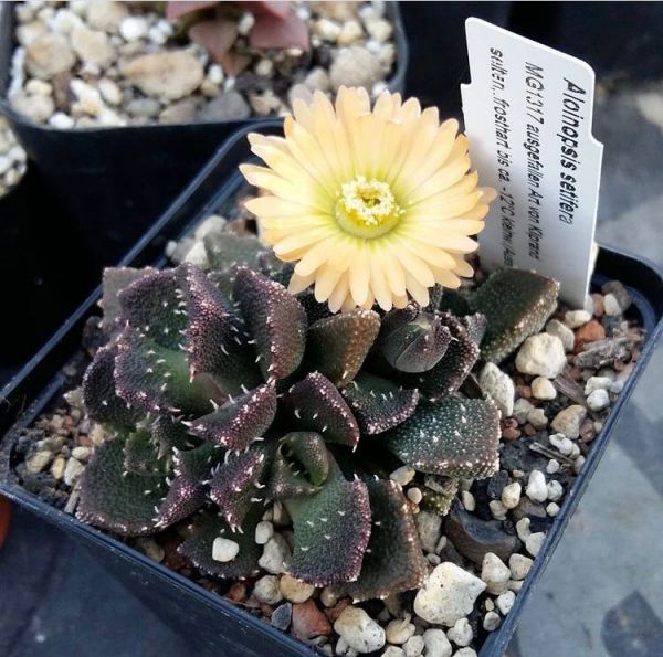 Aloinopsis setifera (Алоинопсис Сетифера)