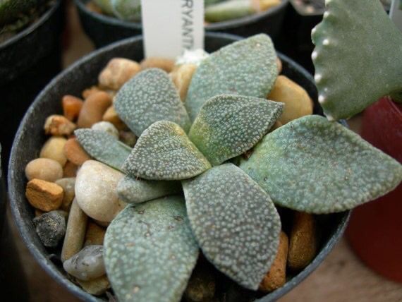 Aloinopsis rubroliniata (Алоинопсис Рубролината)