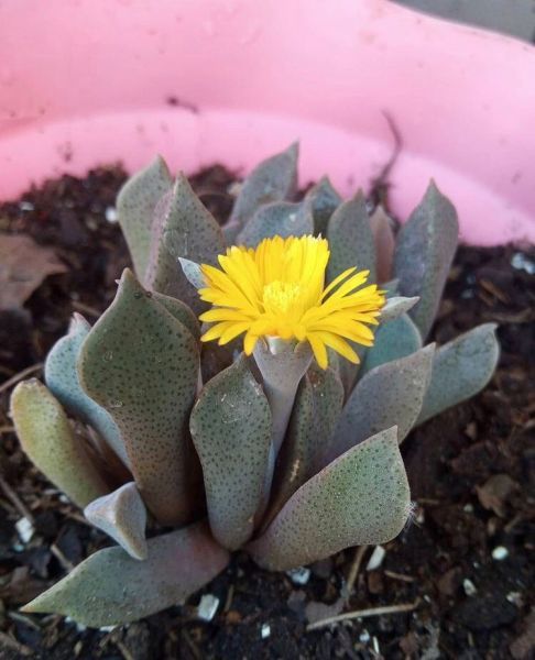 Aloinopsis orpenii (Алоинопсис Орпена)