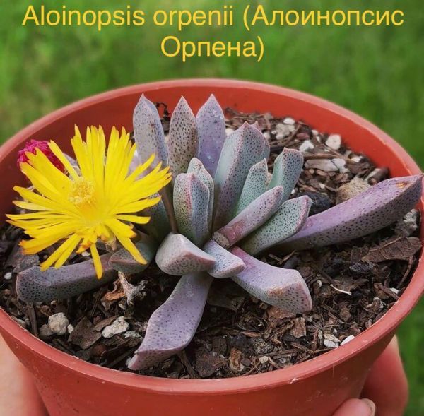 Aloinopsis orpenii (Алоинопсис Орпена)