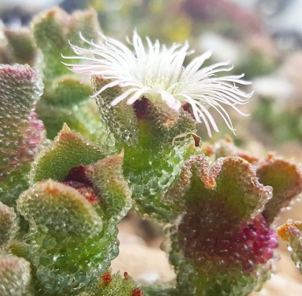 Mesembryanthemum crystallinum (Мезембриантемум хрустальный)