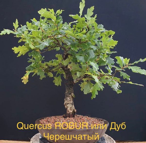 Quercus ROBUR или Дуб Черешчатый