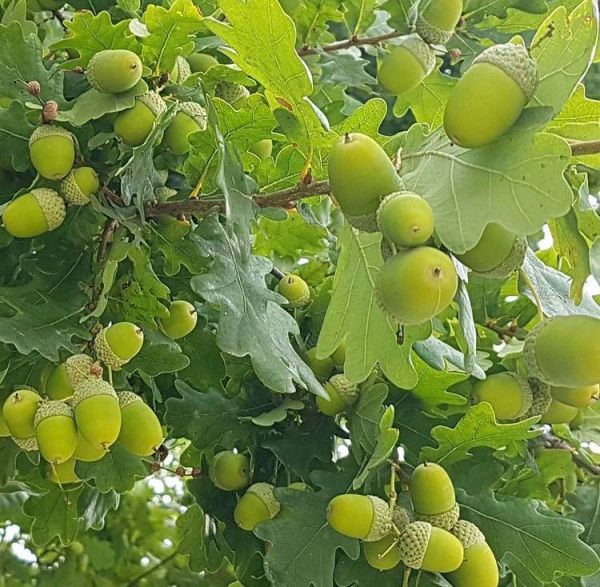 Quercus ROBUR или Дуб Черешчатый