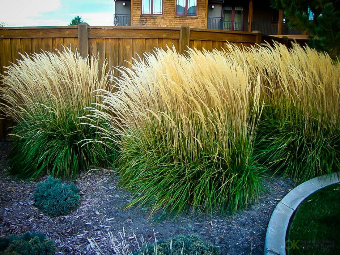 Каламагростис(вейник) бриллиантовый Reed Grass (Рид Грасс)