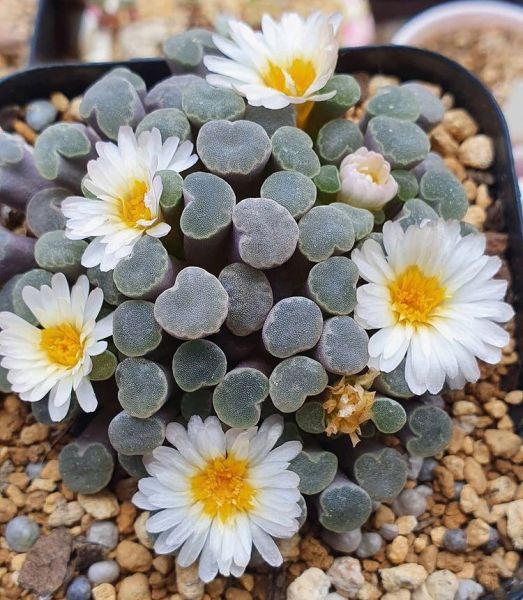 Frithia humilis (Фрития Хумилис)