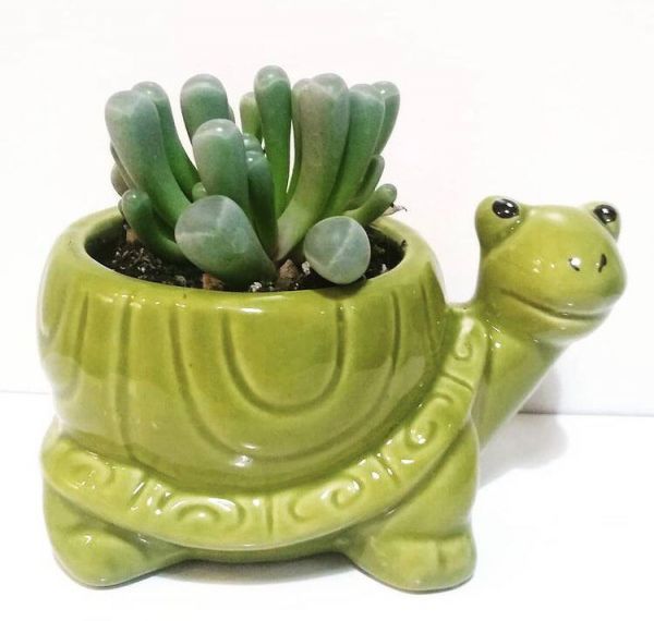 Fenestraria aurantiaca (Фенестрария оранжевая)